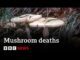 Two mushrooms with "Mushroom deaths" headline.
