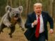 Man chased by a koala in forest.