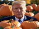 Man surrounded by pumpkins in outdoor setting.