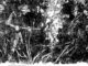 Hunters aiming guns in dense forest scene.