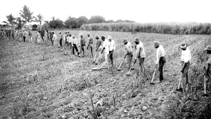 Workers farming in a field with tools.