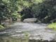 River flowing through lush green forest.