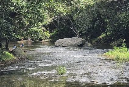 River flowing through lush green forest.