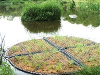 Floating garden structure on a pond.