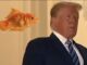 Man in suit with floating goldfish nearby.