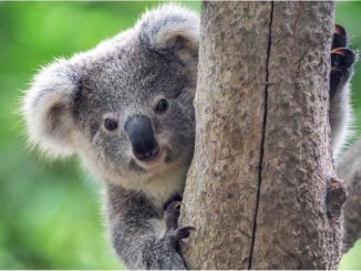 Koala peeking from behind a tree trunk.