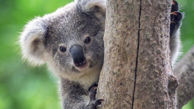 Koala peeking from behind a tree trunk. Koala peeking from behind a tree trunk.