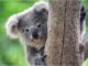 Koala peeking from behind a tree trunk.