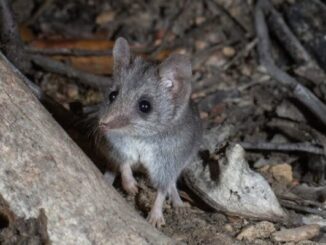 Small rodent in a forest environment.
