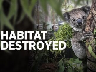 Koala clinging to tree, habitat destroyed text.