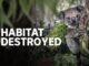 Koala clinging to tree, habitat destroyed text.