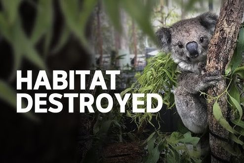 Koala clinging to tree, habitat destroyed text. Koala clinging to tree, habitat destroyed text.