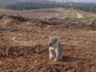Koala sitting in a deforested landscape.