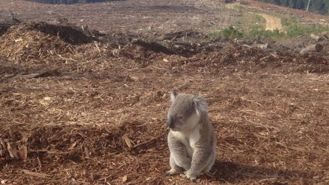 Koala sitting in a deforested landscape. Koala sitting in a deforested landscape.