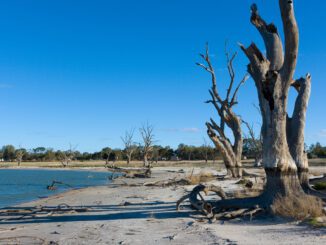 Dry landscape with bare trees and lake.