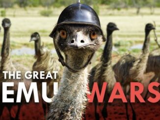 Emu wearing helmet with "The Great Emu Wars".