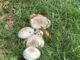 Mushrooms growing in lush green grass.