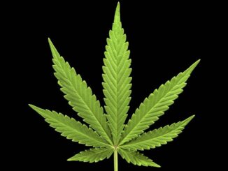 Cannabis leaf on black background.