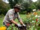 Gardener tending colorful flowers in garden.