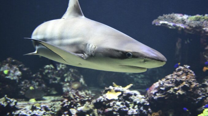 Shark swimming near coral reef.
