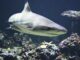 Shark swimming near coral reef.