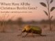 Christmas beetle on sandy ground at sunset.
