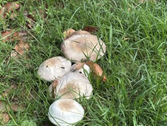 Mushrooms growing in green grass and leaves.