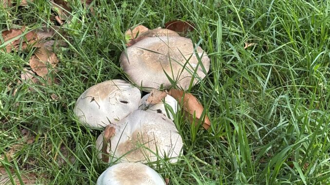 Mushrooms growing in green grass and leaves.