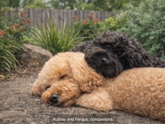 Two dogs cuddling on gravel path.
