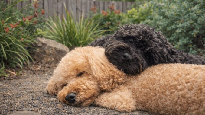 Two dogs cuddling on gravel path. Two dogs cuddling on gravel path.