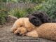 Two dogs cuddling on gravel path.