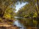 Forest river with trees and clear sky.