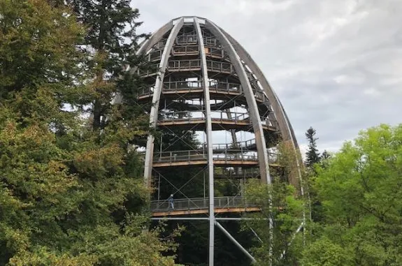 Wooden treetop walkway amidst lush green trees. Wooden treetop walkway amidst lush green trees.
