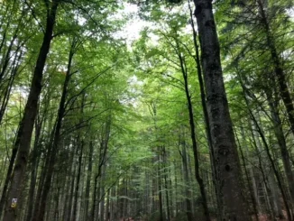 Tall trees with lush green canopy.