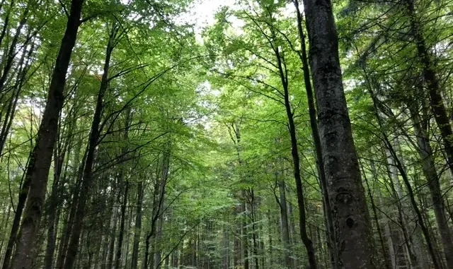 Tall trees with lush green canopy.