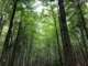 Tall trees with lush green canopy.