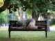 Person sleeping on a park bench.