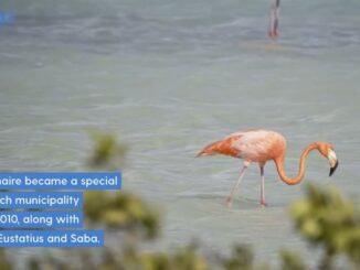 Flamingo wading in water near foliage.
