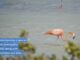 Flamingo wading in water near foliage.