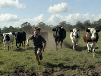 Child running from a herd of cows.