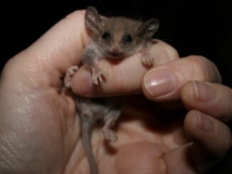 Hand holding a tiny mouse-like creature.