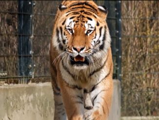 Tiger walking in an enclosure, focused gaze.