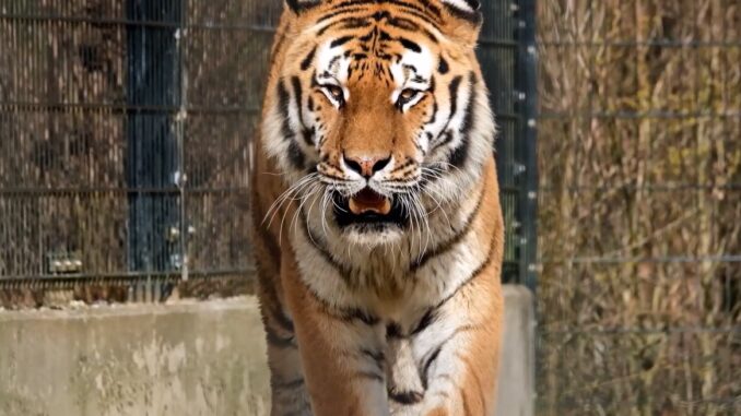 Tiger walking in an enclosure, focused gaze.