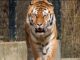 Tiger walking in an enclosure, focused gaze.