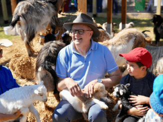People enjoying time with goats and kids.