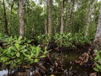 Mangrove forest with dense green foliage.