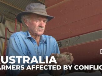 Farmer examining grain, conflict impact highlighted.