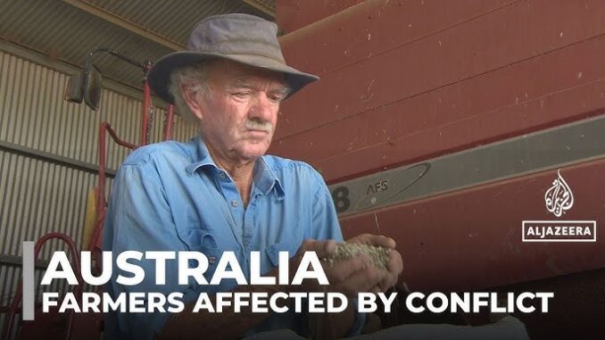 Farmer examining grain, conflict impact highlighted. Farmer examining grain, conflict impact highlighted.