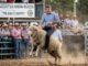Man riding sheep at Gloucester Show Rodeo.