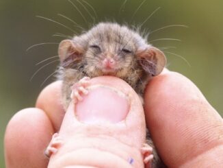 Sleeping baby mouse held between human fingers